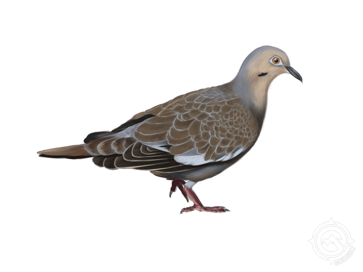 White-Winged Dove