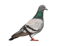 Pigeon