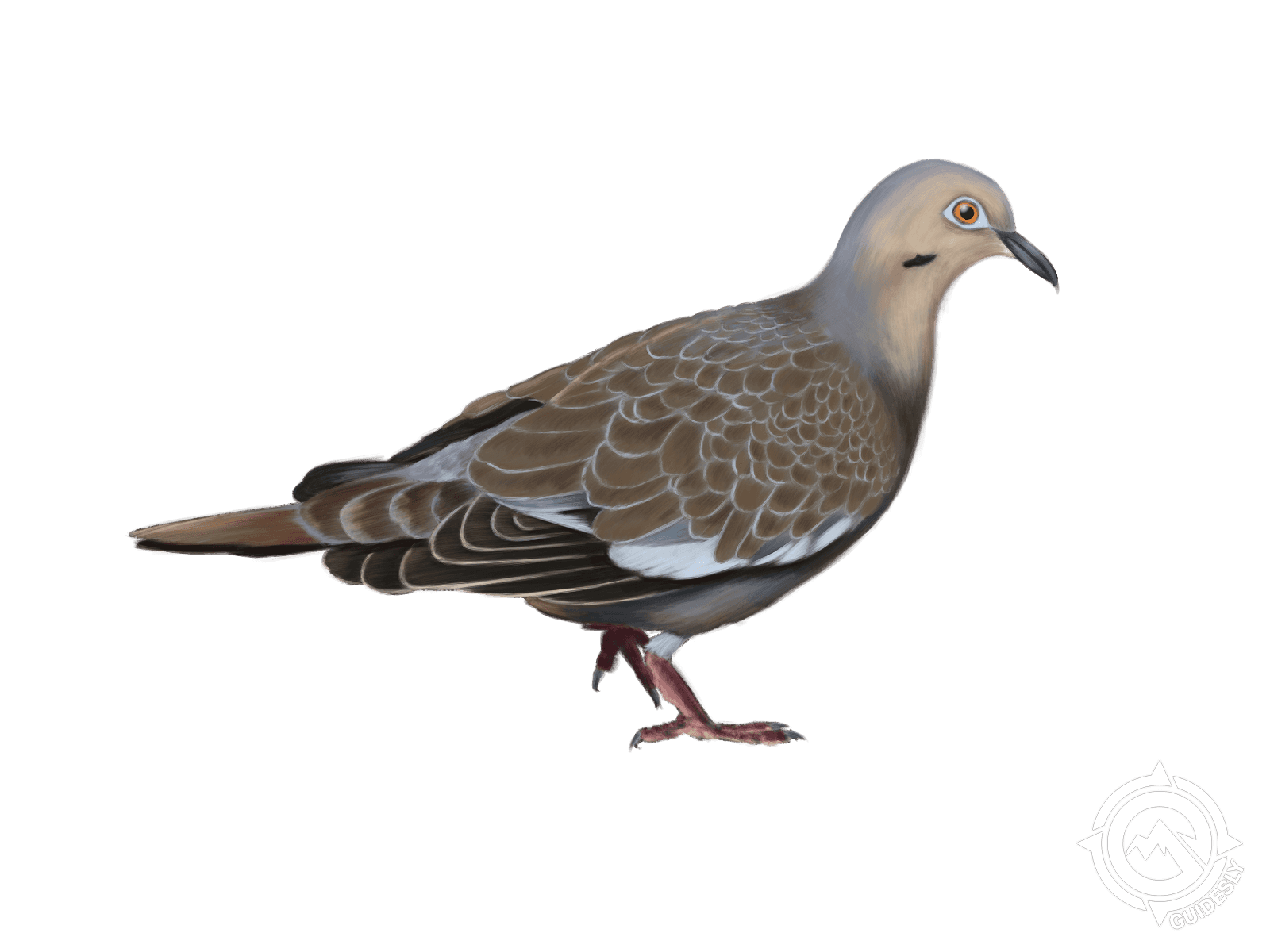 White-Winged Dove